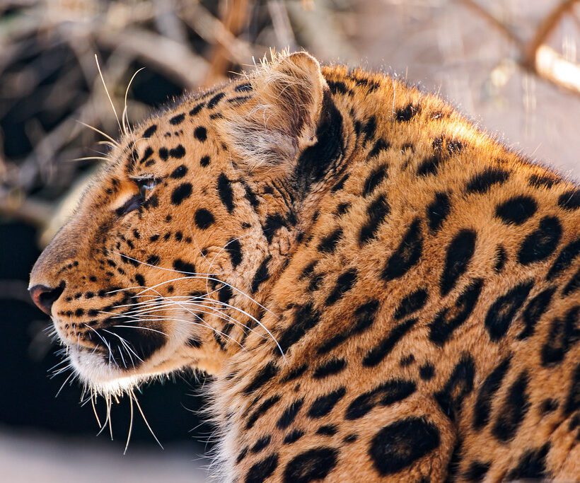 Can I spot leopards along the riverbanks in Maasai Mara?