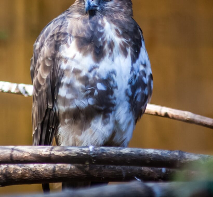 Augur Buzzard The Watchful Eye of Masai Maras Skies