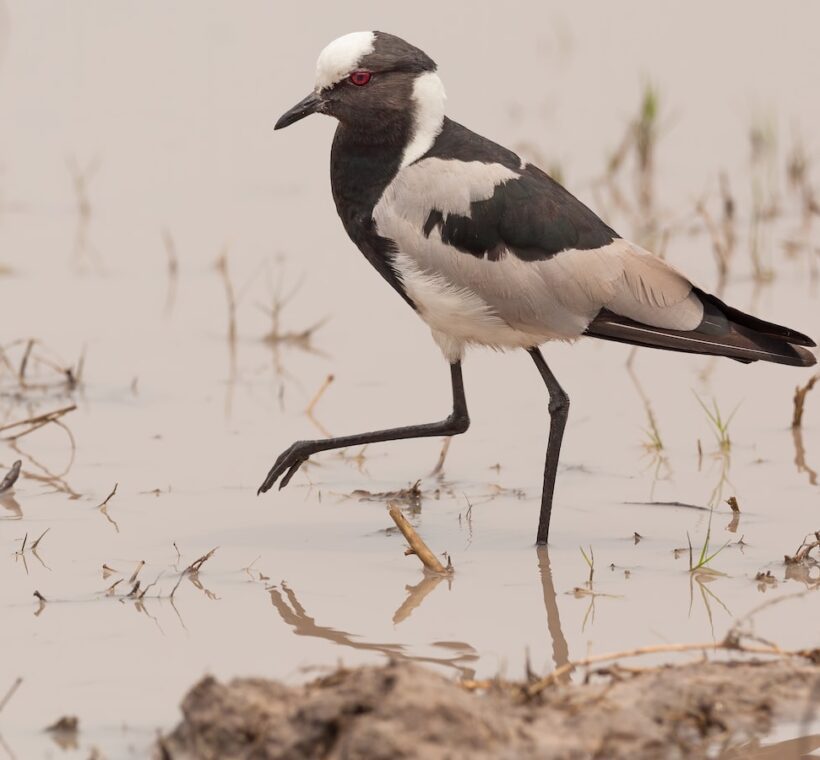 Grey Plover Dapper Shoreline Resident in Masai Mara