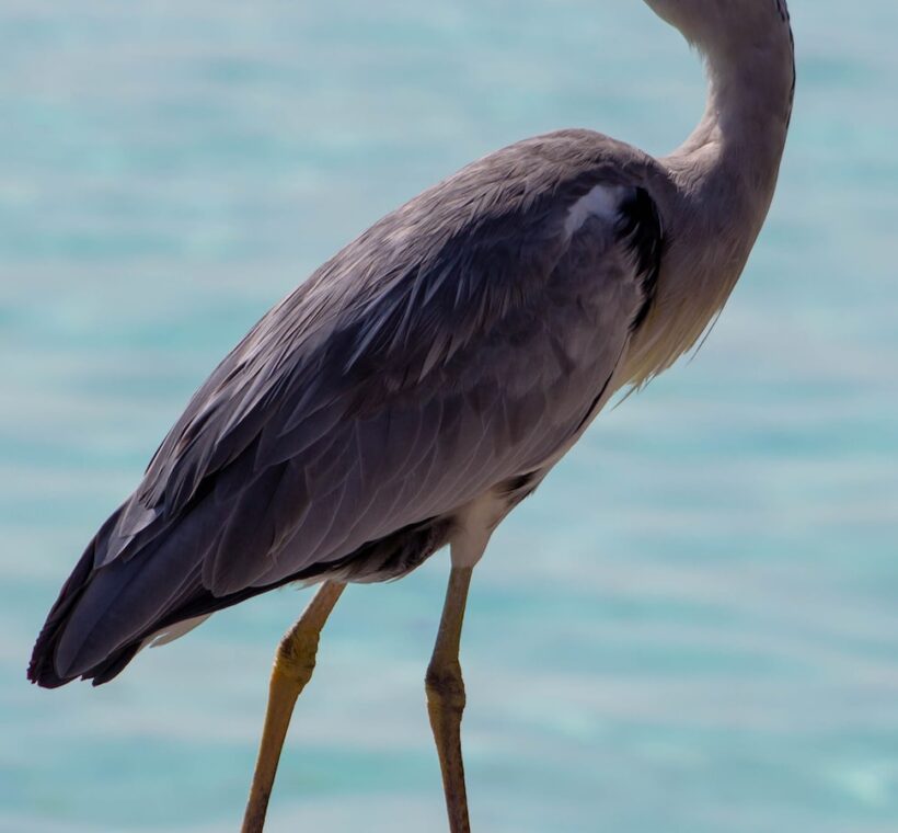 Grey Heron Stately Avian Beauty in Masai Mara