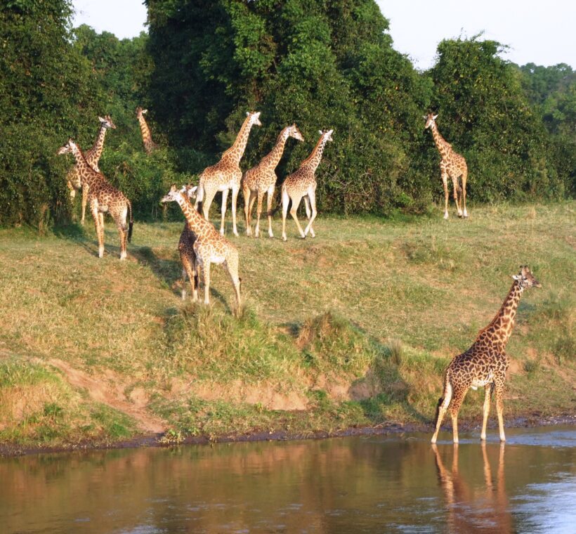 Can I encounter different ecosystems during a Maasai Mara river safari?