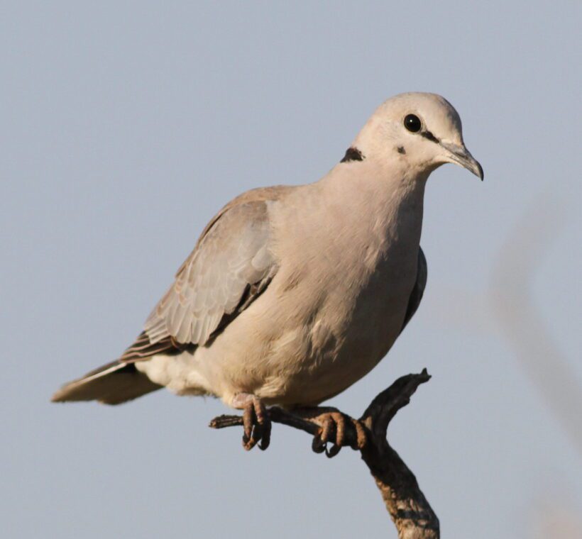 Ringnecked Dove The Coos of Masai Maras Skies