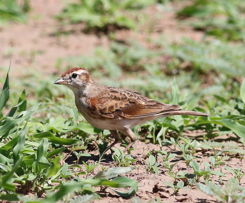 Redcapped Lark A Splash of Color in Masai Mara