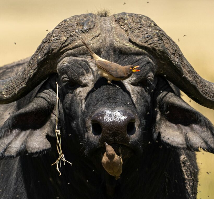 Can I request specific animals or areas to focus on during the drive in Maasai Mara?