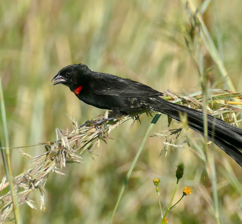 Redcollared Widowbird Vibrant Colors of Masai Mara