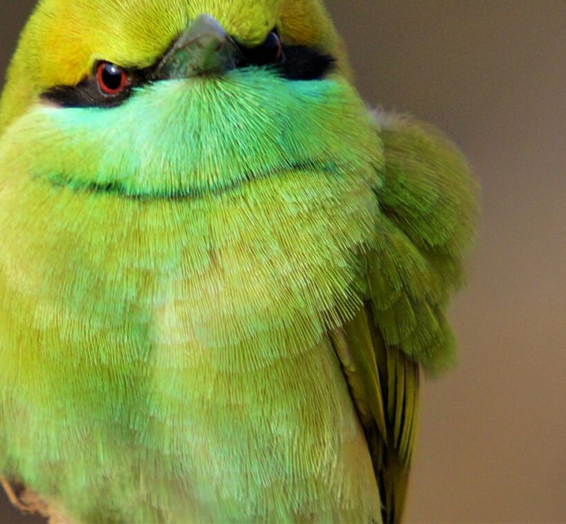 Whitethroated Beeeater Colorful Hunter of Masai Mara