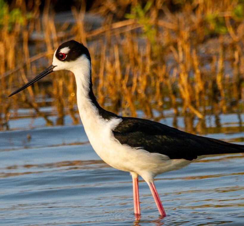 Blackwinged Stilt Longlegged Beauty in Masai Mara