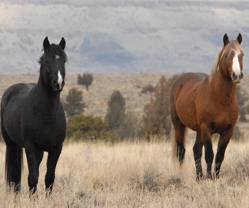 What types of horses are used for safaris in Maasai Mara?