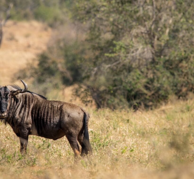 How close can we get to the wildebeest during the Great Migration in Maasai Mara?