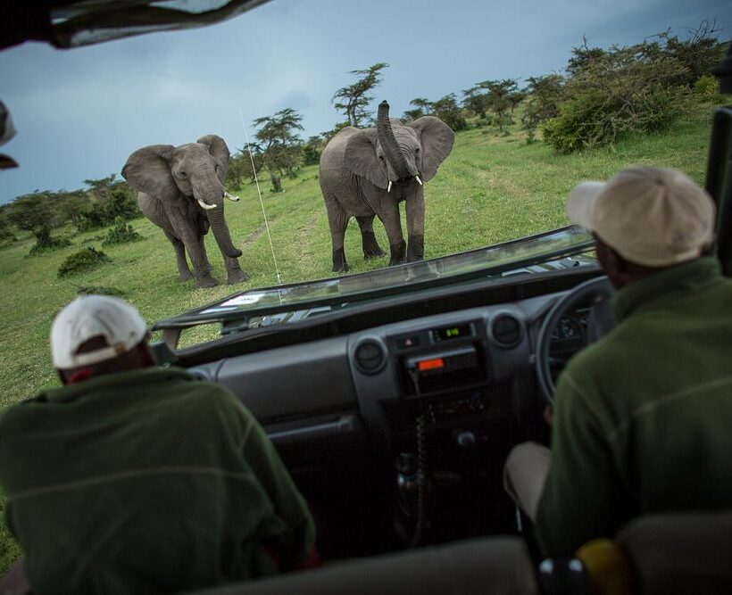 How experienced are the safari guides conducting the game drives in Maasai Mara?