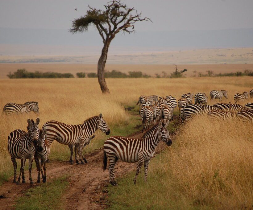 Can I spot buffaloes drinking at the river in Maasai Mara?