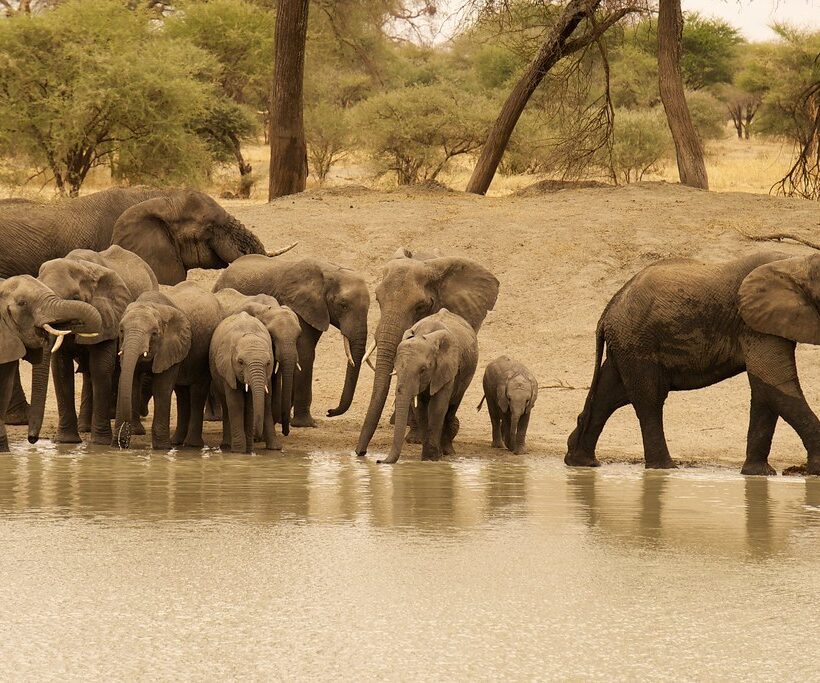 Is it possible to do a river safari with wildlife research and conservation activities in Maasai Mara?