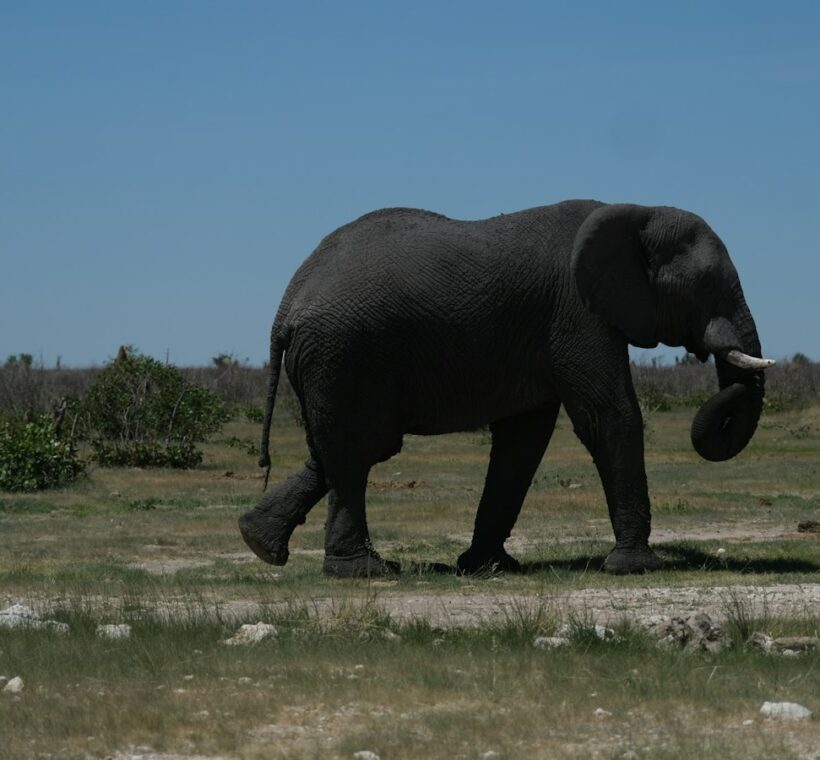 Can I do horseback safaris in private conservancies in Maasai Mara?