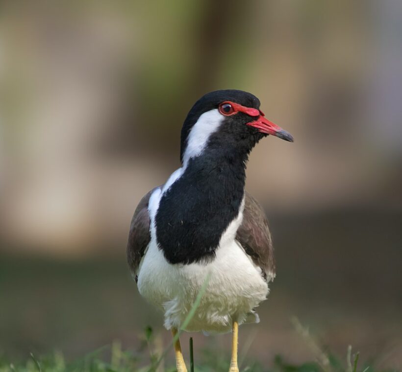 Whiteheaded Lapwing Masai Maras Graceful Sentinel