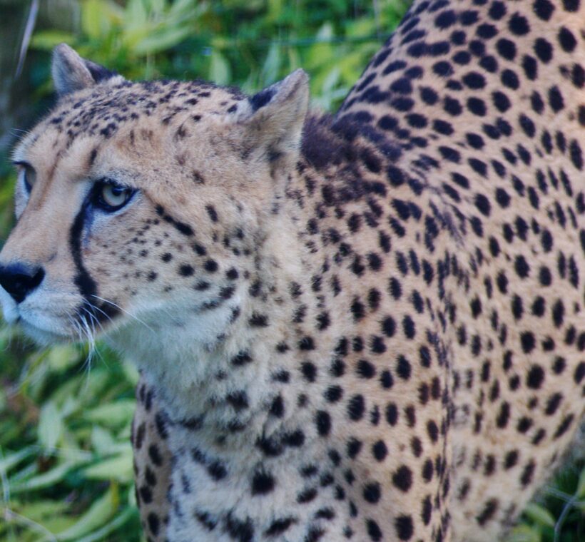 Are there open-sided vehicles for better wildlife viewing in Maasai Mara?