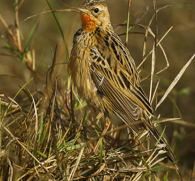 Explore the Wild Rosythroated Longclaw in Masai Mara