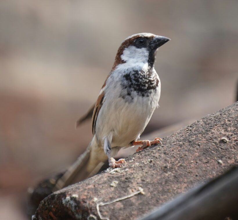 Fischers SparrowLark Tiny Songster of Masai Mara