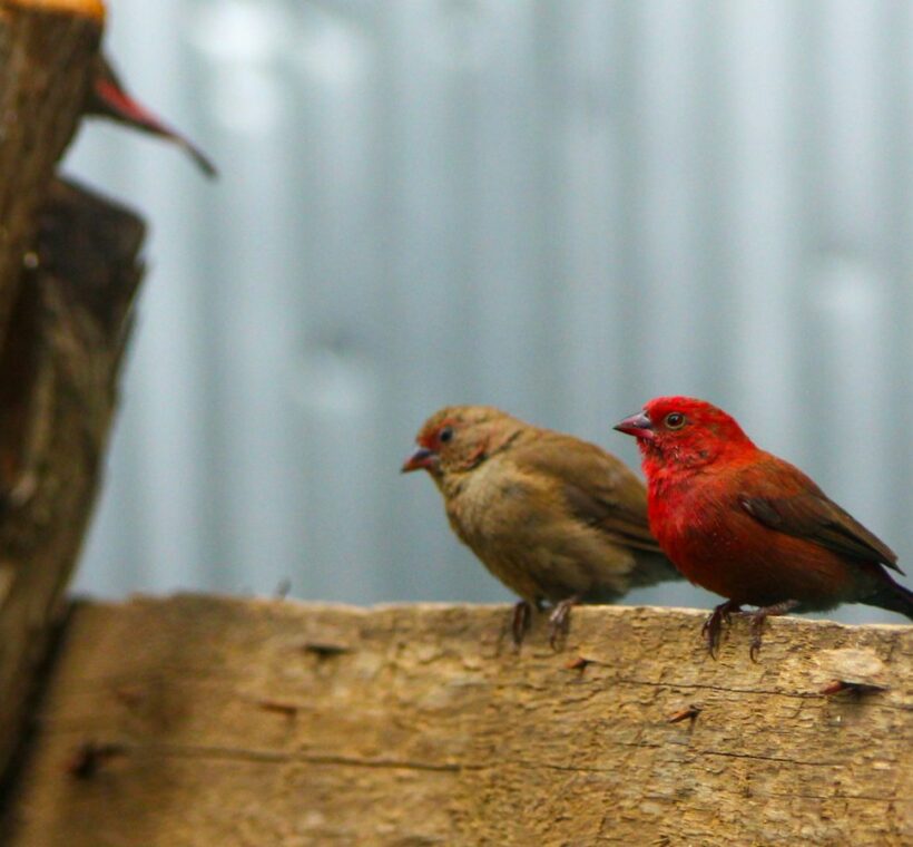 Redbilled Firefinch A Fiery Presence in Masai Mara