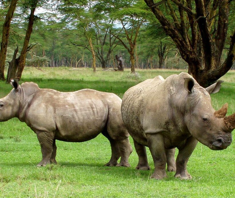 Can I spot rhinos near the river in Maasai Mara?