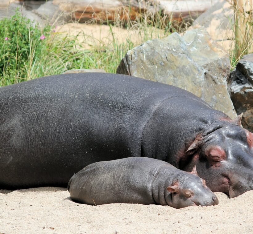 Can I spot hippos emerging from the water in Maasai Mara?