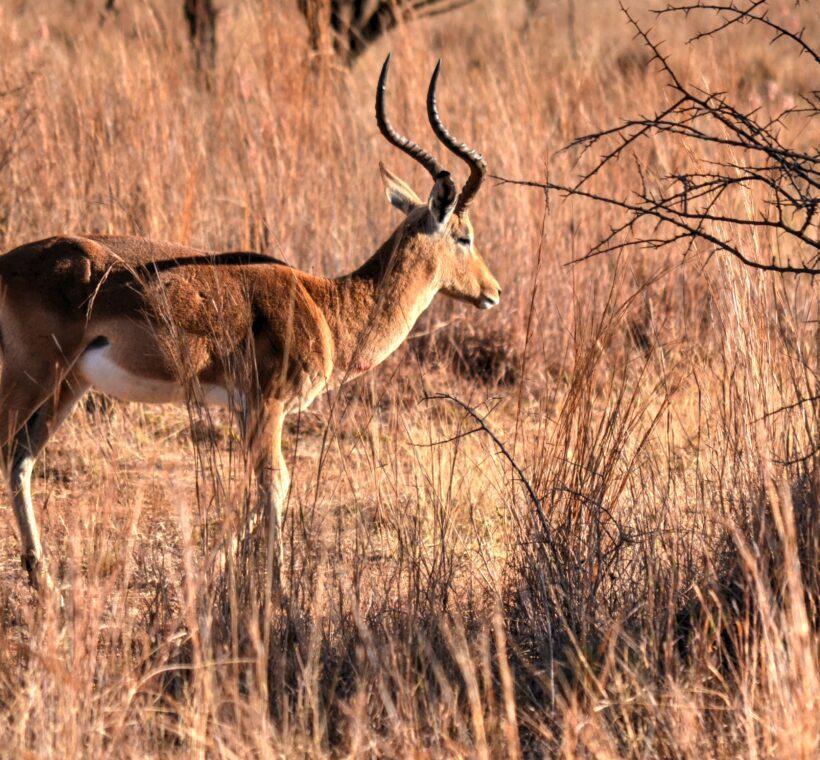 How do you handle emergencies involving wildlife, like injured animals in Maasai Mara?