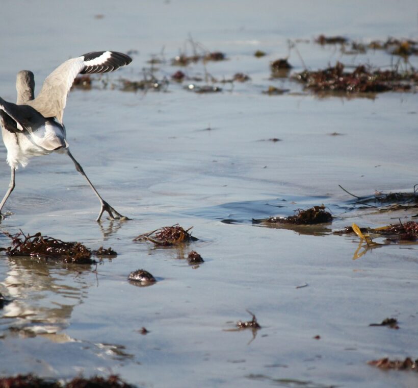 Whiterumped Sandpiper A Rare Visitor to Masai Mara