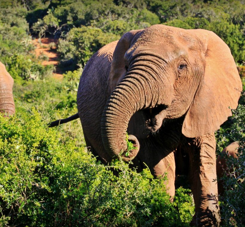 What types of wildlife are known to inhabit the areas surrounding Maasai Mara?