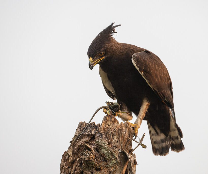 Longcrested Eagle A Striking Raptor of Masai Mara