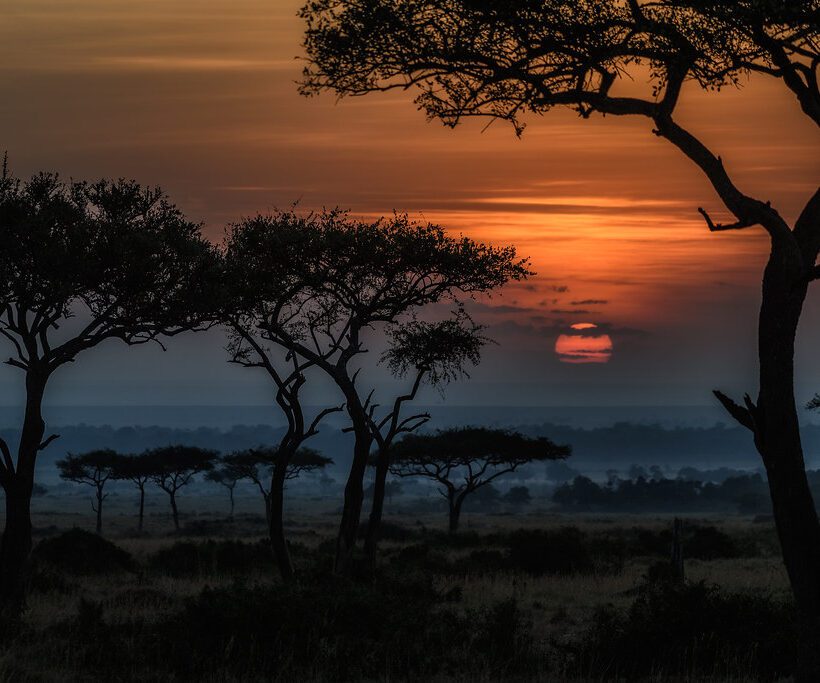 Greybacked Camaroptera A Subtle Beauty in Masai Mara