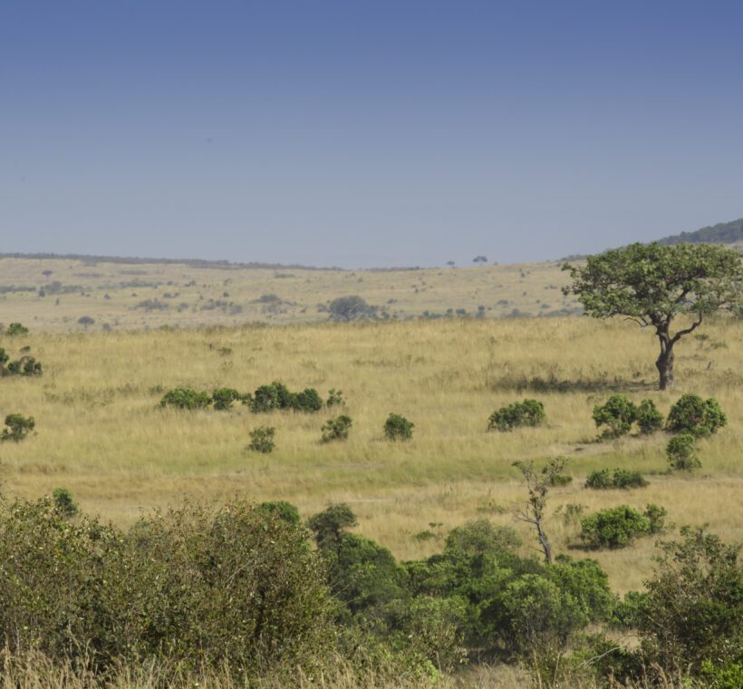 Sooty Chat A Subtle Presence in Masai Mara