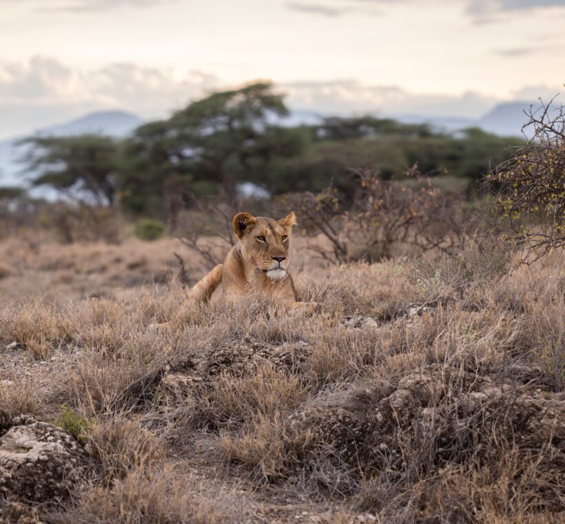 What wildlife can I expect to see on a Helicopter Safari in Maasai Mara?