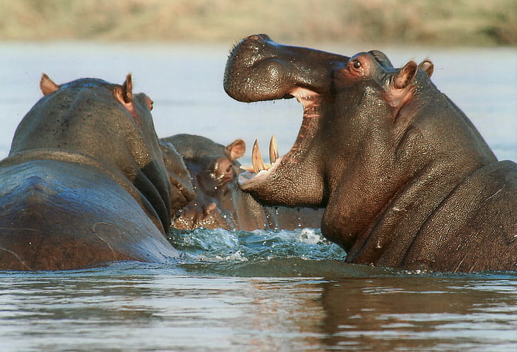 Do river safari tours in Maasai Mara include a guide?