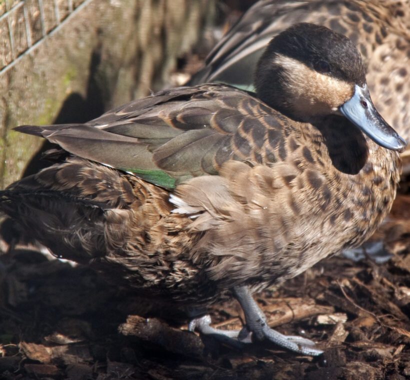 Hottentot Teal Dainty Ducks of Masai Mara