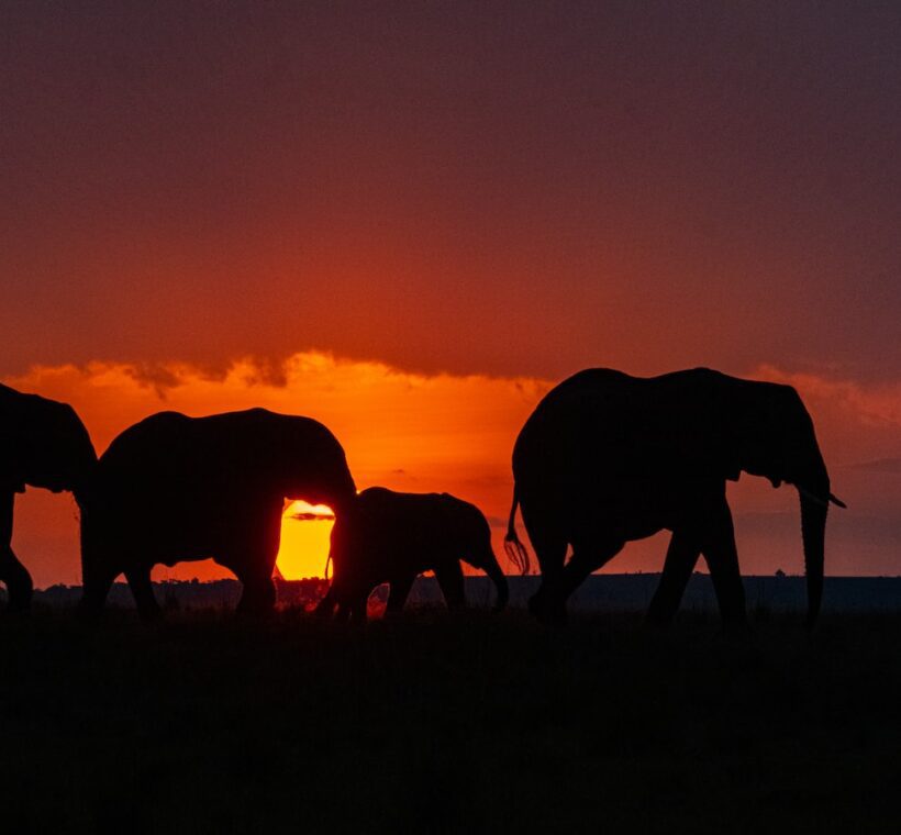 What should I wear for a game drive in Maasai Mara?