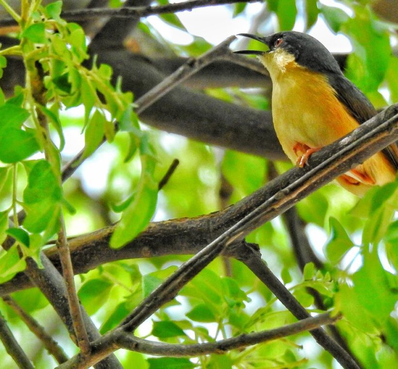 Tawnyflanked Prinia A Hidden Beauty in Masai Mara