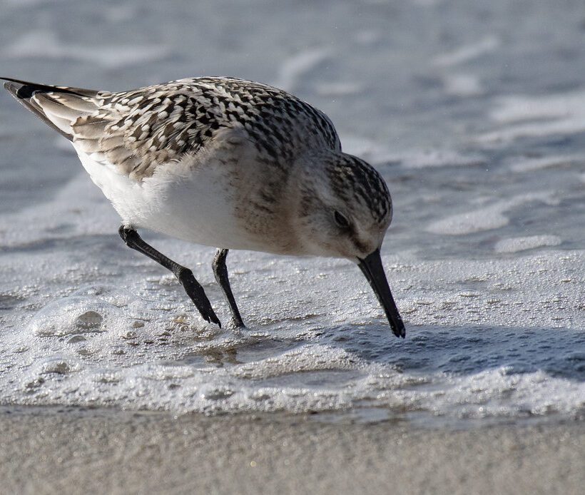 Sanderling Beachcomber of Masai Maras Shores