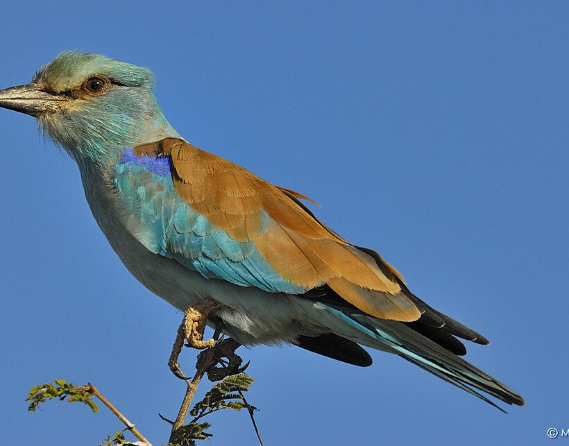 European Roller A Splash of Color in Masai Mara