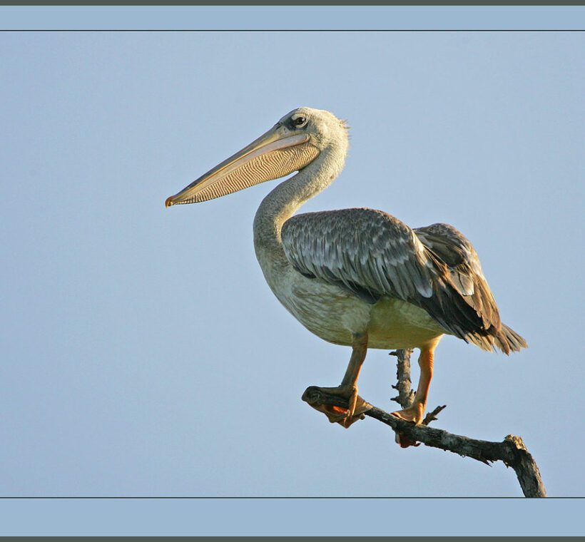 Pinkbacked Pelican A Pastel Beauty in Masai Mara