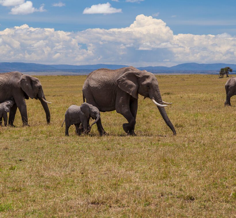 Are there opportunities to see other balloons in the air during the safari in Maasai Mara?