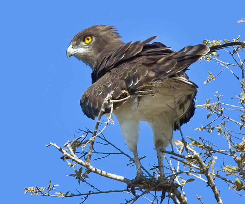 Blackchested Snake Eagle The Serpent Hunter of Masai Mara