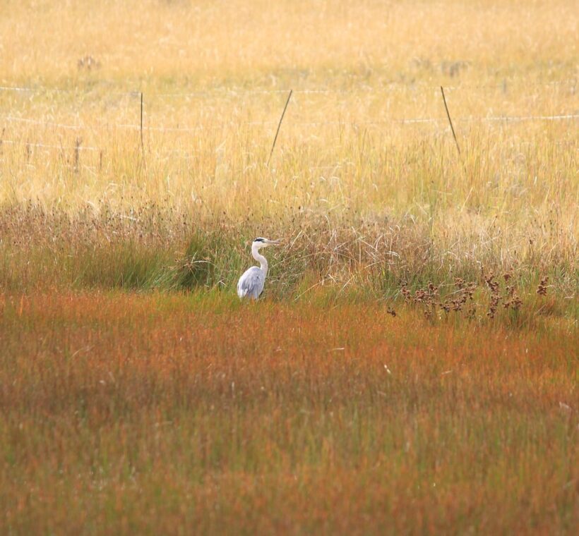 Goliath Heron Giant of Masai Maras Waters