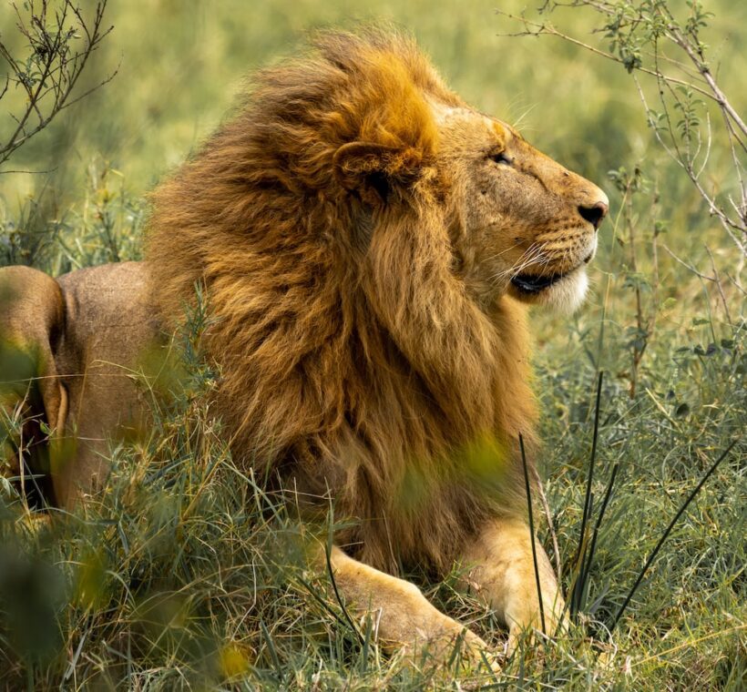 Are there any historical or cultural sites along the game drive routes in Maasai Mara?