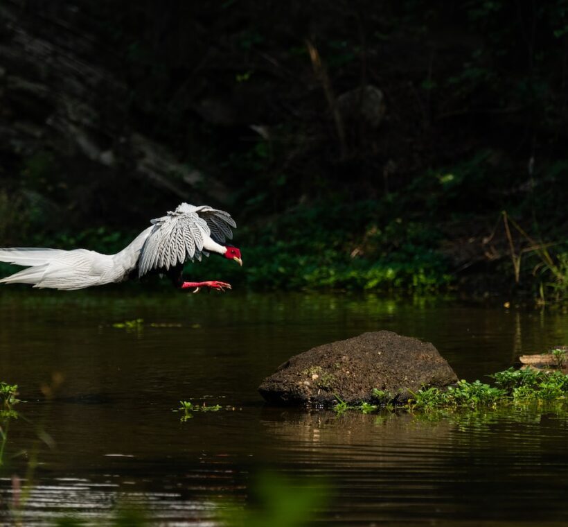 Black Stork A Soaring Spectacle in Masai Mara