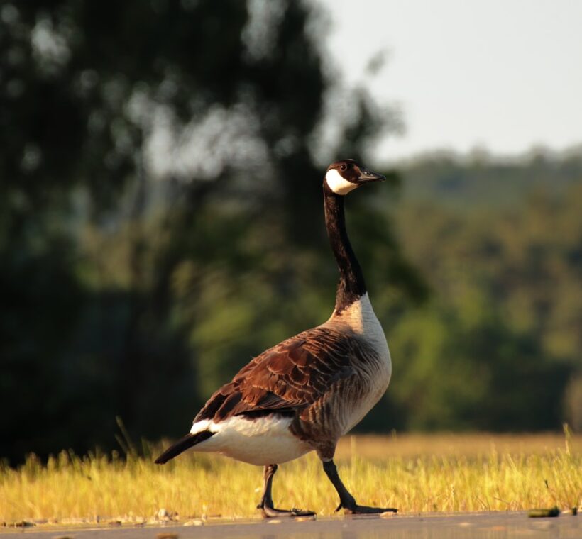 Spurwinged Goose in Masai Mara Striking Waterfowl