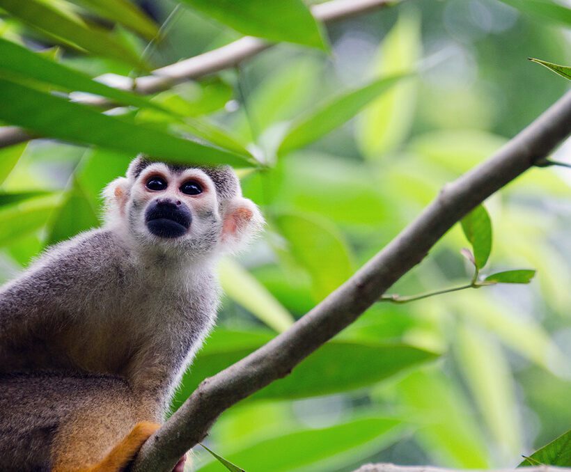 Are there themed river safaris in Maasai Mara, like bird-watching or photography?