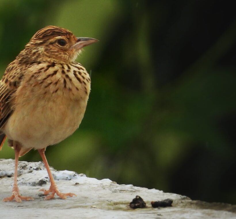 Whitetailed Lark Masai Maras Grounddwelling Beauty