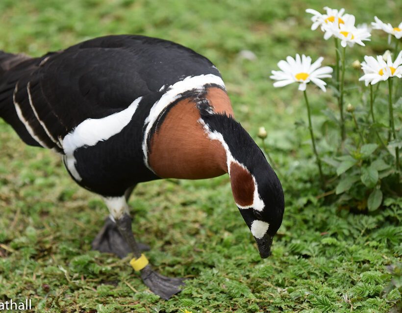 Greenwinged Pytilia Splendid Plumage in Masai Mara