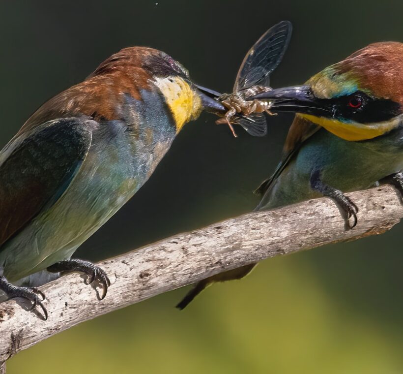 Bluecheeked Beeeater Vibrant Aerial Acrobat in Masai Mara