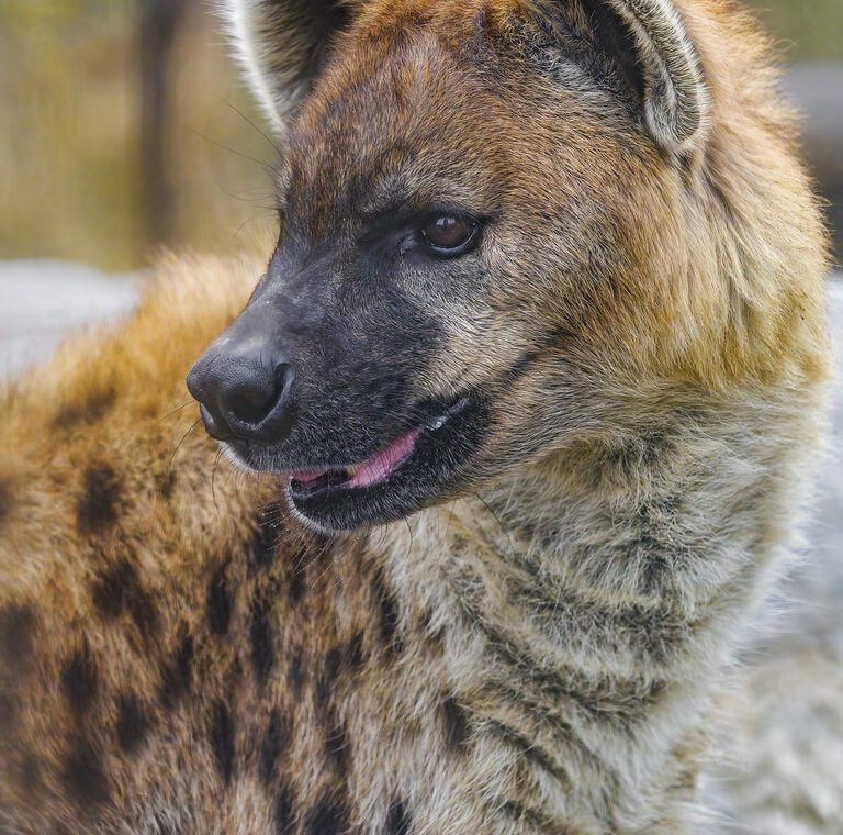 Can I see hyenas scavenging along the riverbanks in Maasai Mara?