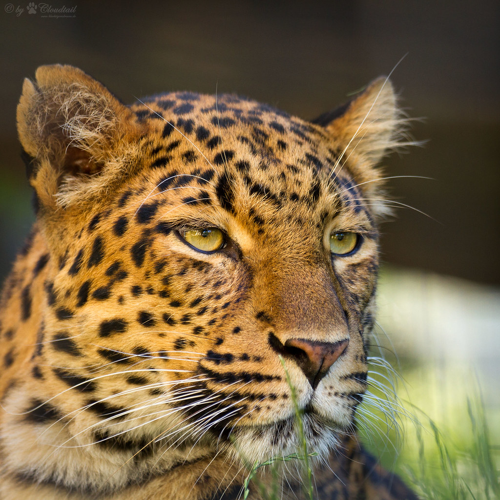 Strategies for Spotting Leopards‌ on⁢ the Riverbanks of​ Maasai Mara